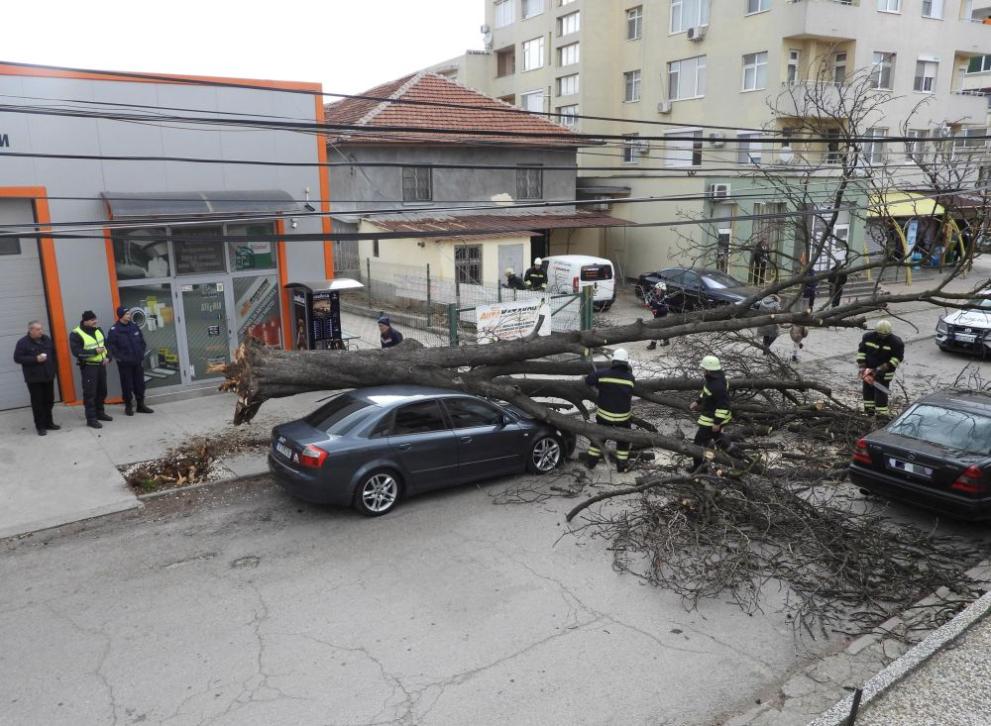 Харманли дърво