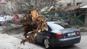 Дебело дърво премаза спрял автомобил в Харманли Водачът е оцелял
