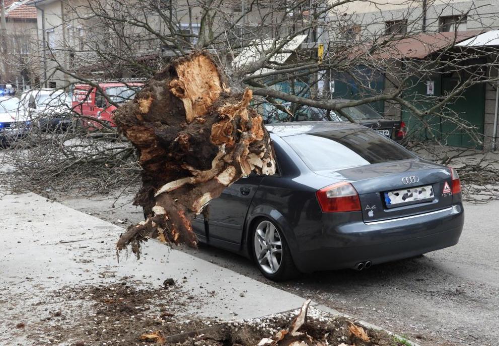 Дебело дърво премаза спрял автомобил в Харманли. Водачът е оцелял