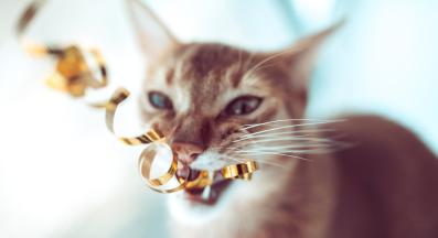 котка дъвче предмети