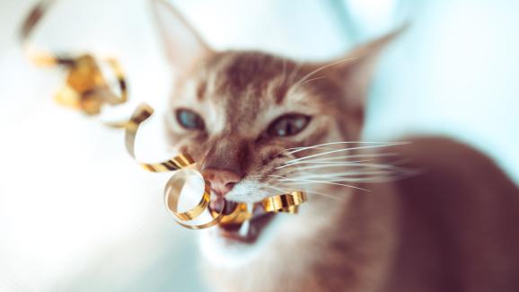 Защо котенцата дъвчат разни неща и как да го предотвратим