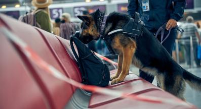 служебно куче