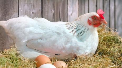 кокошки яйца