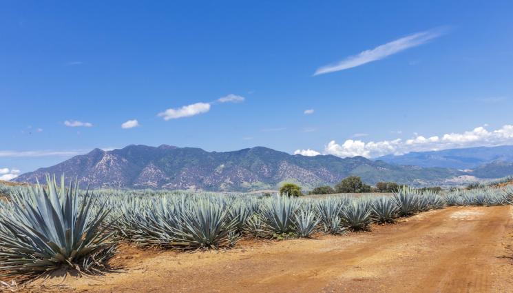 агавето - Агро Телеграф: Климатичните промени ни оставят без текила