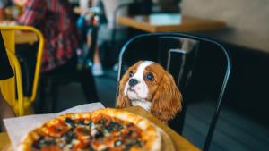Ресторант за кучета отвори врати в Индия Заведението се намира