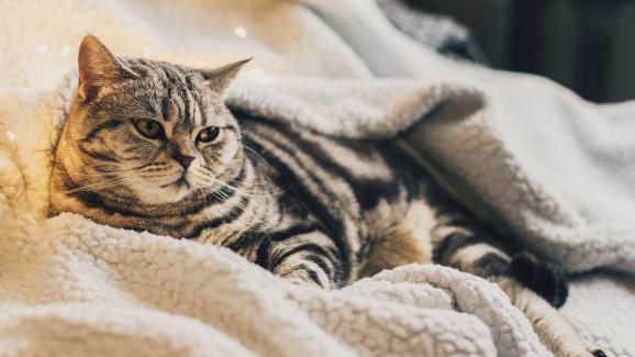 Основни признаци на рак при котките, за които да следите