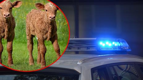 полиция телета