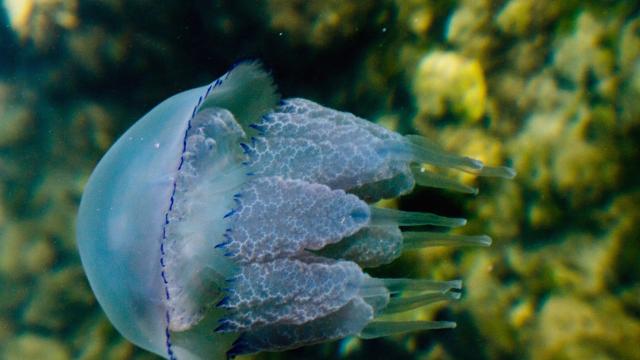 Гигантски медузи обитават дълбините на Антарктида 