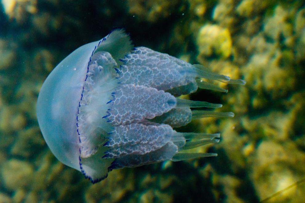 Гигантски медузи фантоми - дълбоководни същества, които приличат на НЛО