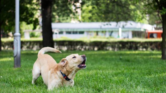 5 причини защо кучето ви не спира да лае