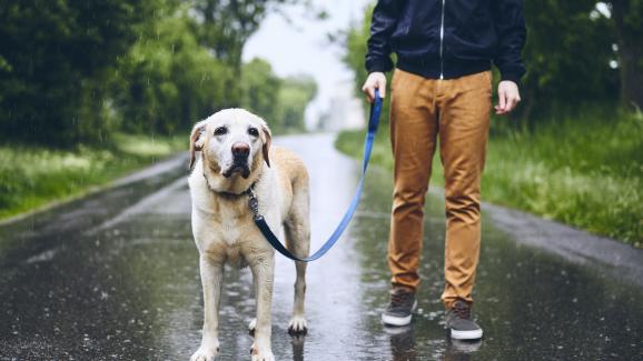 6 начина как дъждът влияе върху поведението на кучетата