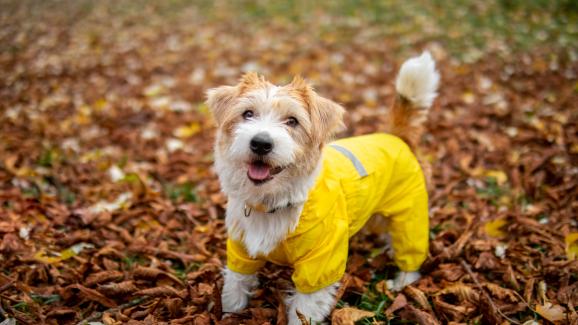 Една прекрасна разходка с куче в дъждовен ден