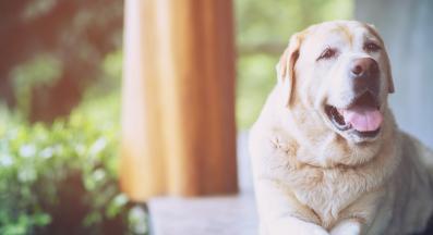 възрастно куче