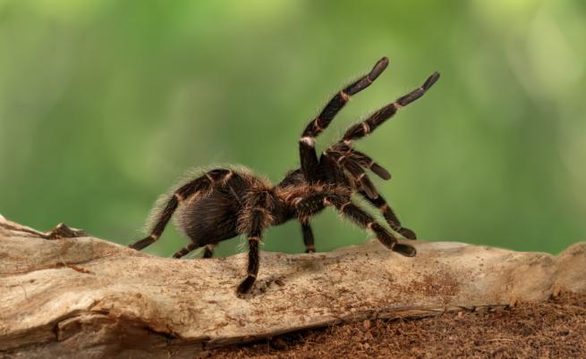 Отвъд клопката на страха: Момиче си взе отровен паяк за домашен любимец