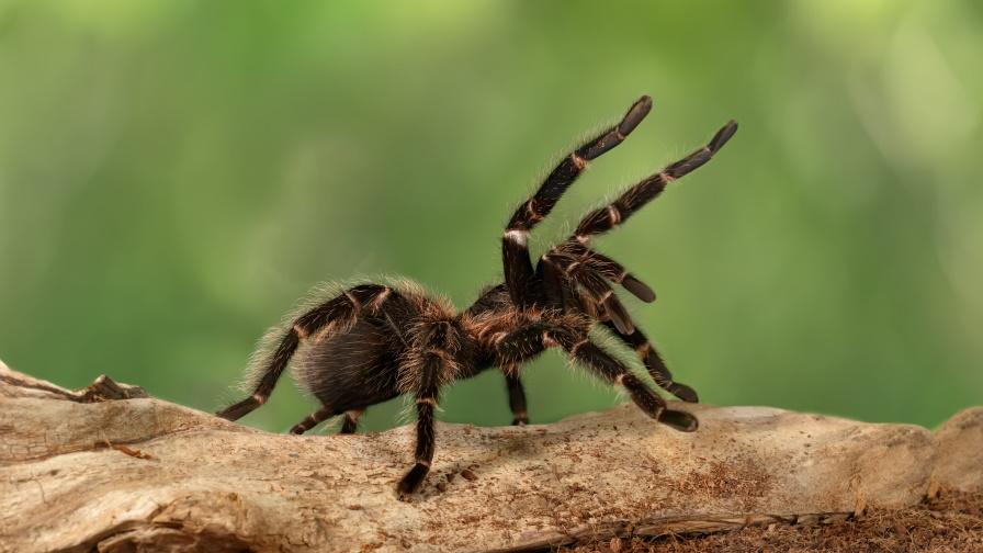 Страх ли ви е от паяци? Учени откриха близо 40 нови вида