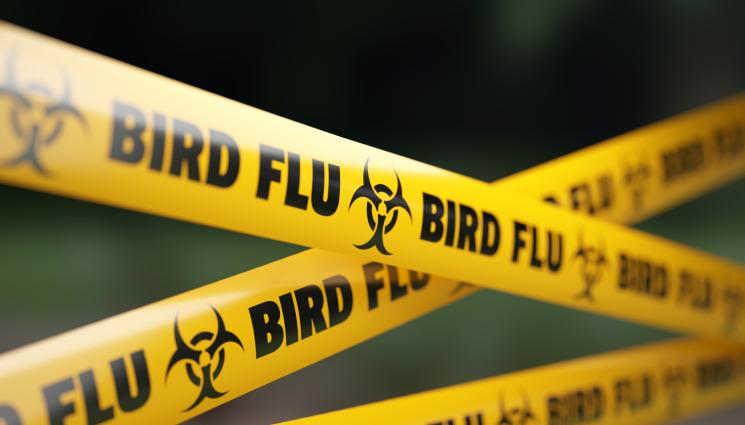 птичи грип - ЗА ПЪРВИ ПЪТ: Откриха нов вариант на птичия грип!