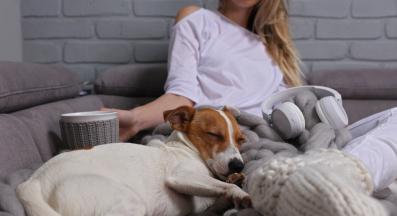 куче релакс