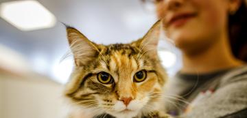 5 причини защо котките от приют са чудесни домашни любимци