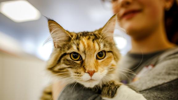 5 причини защо котките от приют са чудесни домашни любимци