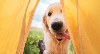 куче човек щастие