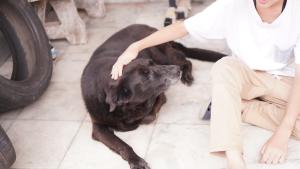 Куче е спасило 12 годишния си стопанин от руините от земетресението