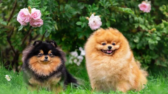 Безопасни растения за кучетата, с които да освежите двора си тази пролет