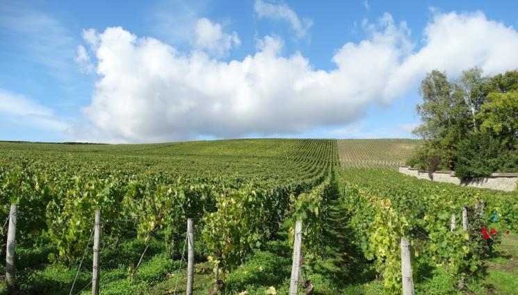 лозя - Агро Телеграф: Пръскайте лозя и овошки срещу мана сутрин рано