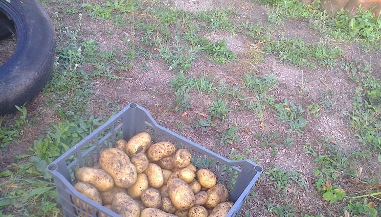 картофи - Агро Телеграф: Садим картофите в гнездо с дървесна пепел до Благовещение