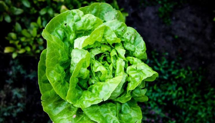 салата - Агро Телеграф: Два метода показват ще покълнат ли семената