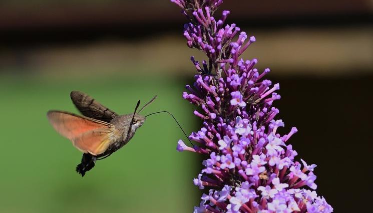 пеперуда - Агро Телеграф: Викаме пеперудите с маточина
