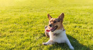 куче разходка