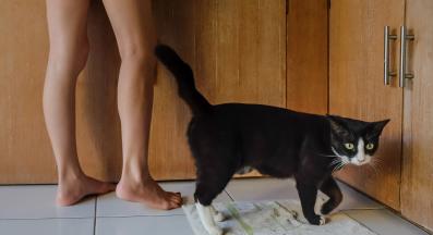 котка и крака на собственик