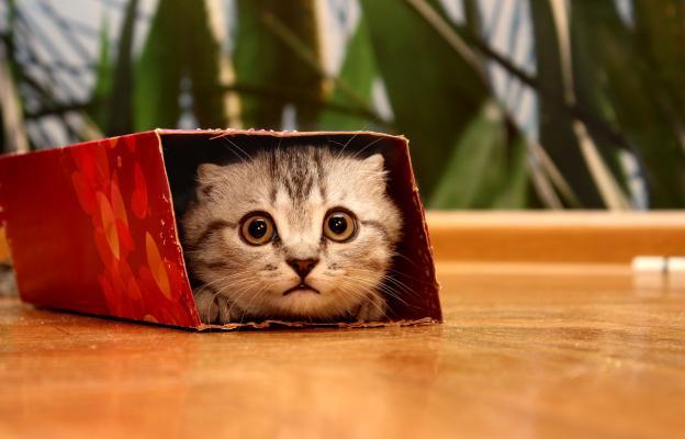 котка в кутия