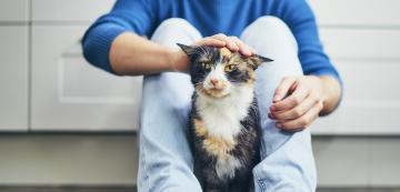 По-емоционални ли са хората, които отглеждат котки