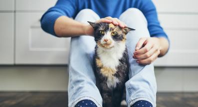 котка и стопани