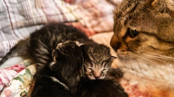 5 знака, по които да познаете, че котката е родила всичките си котенца