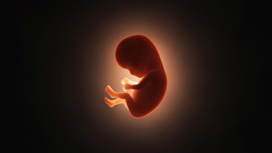 <p>Разлагащ се пръст и човешки ембриони - какво е биоизкуството</p>