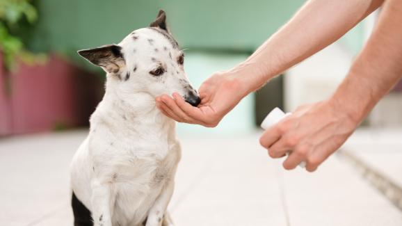 6 съвета за скриване на хапчета в храната на кучето ни