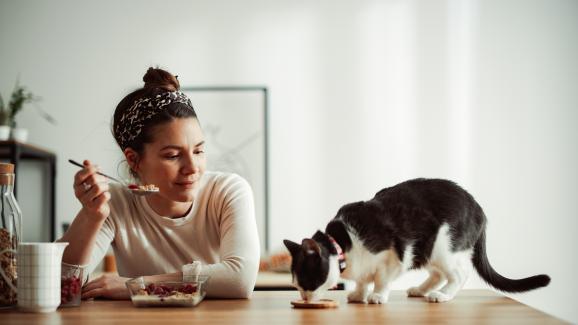 Защо някои котки искат да ги пазите докато се хранят
