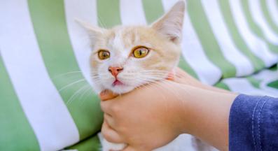 котка у дома яде опасни предмети