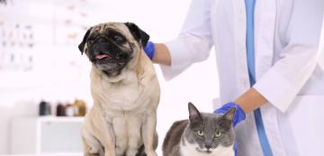 Може ли котка да се зарази с настинка от куче