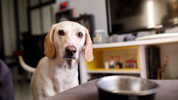 Колко дълго кучетата могат да издържат без храна