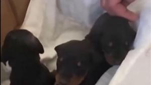 Доберман роди три кученца докато е бил затрупан под развалините