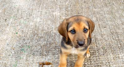 куче изпражнения