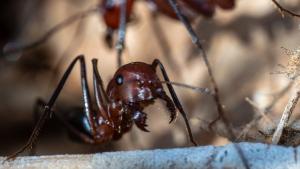 Преди повече от 47 милиона години гигантски месоядни мравки са