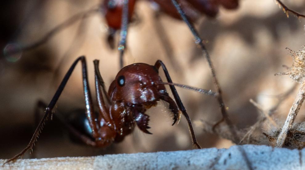 Гигантски мравки са марширували из Северна Америка и Европа преди милиони години 