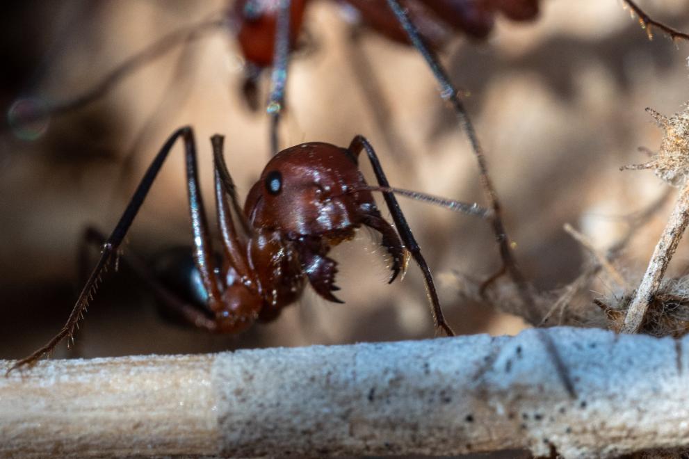 Преди повече от 47 милиона години гигантски месоядни мравки са
