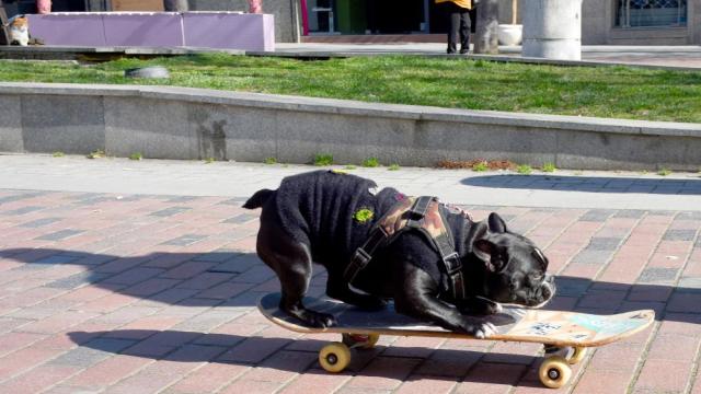 Куче крадец: Френски булдог подкара скейтборд из центъра на Варна (СНИМКИ)