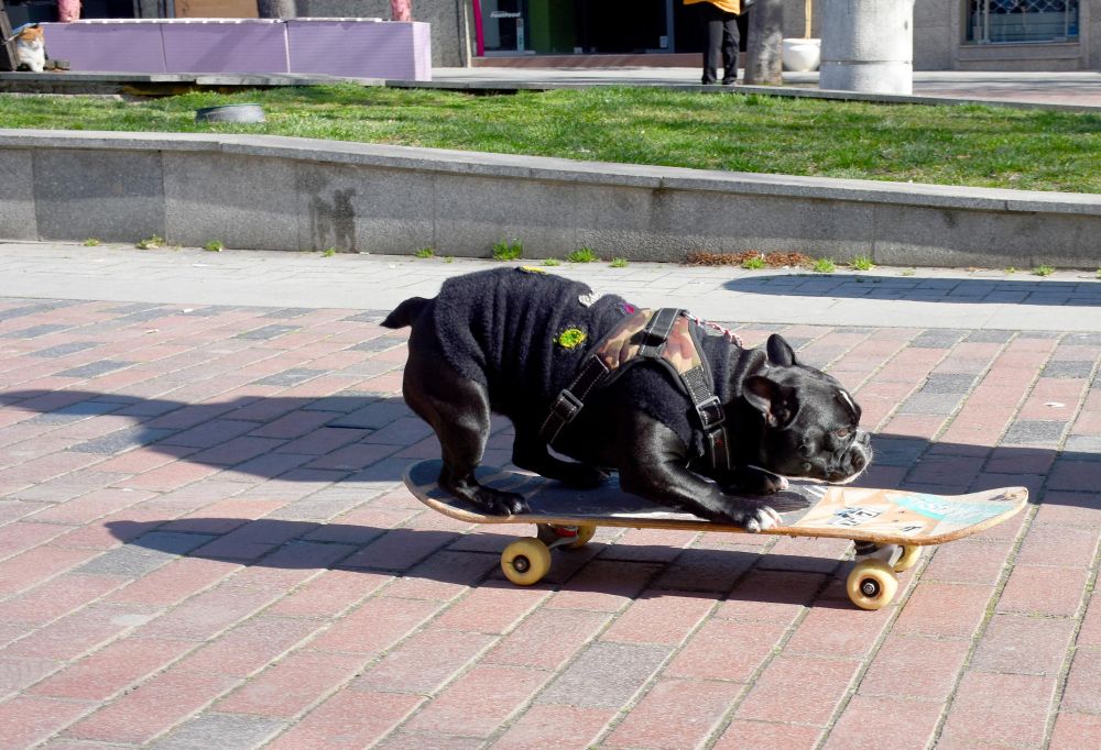 Френски булдог отмъкна скейтборд и се спусна с него из центъра на Варна