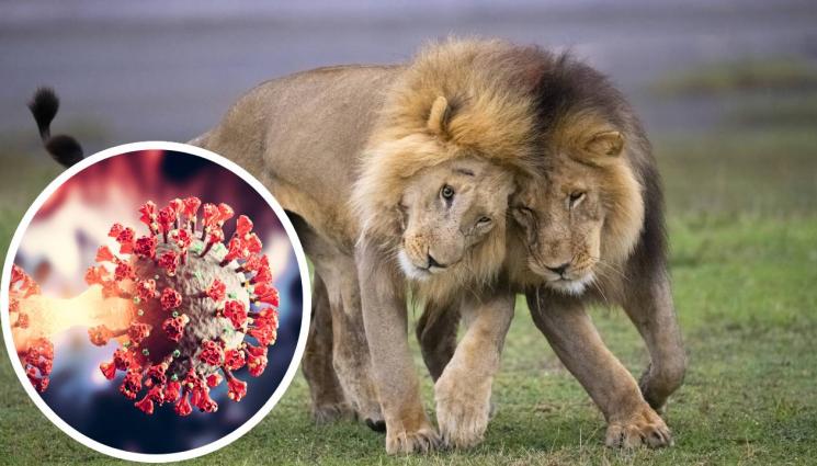 лъв - Два лъва починаха от COVID-19